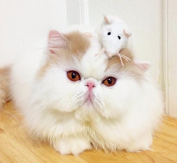 Iliad The Cute Cat