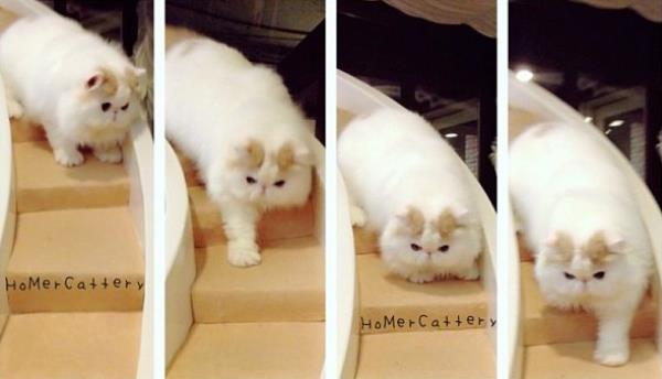 The Most Mind Blowingly Cute Cats Of Instagram