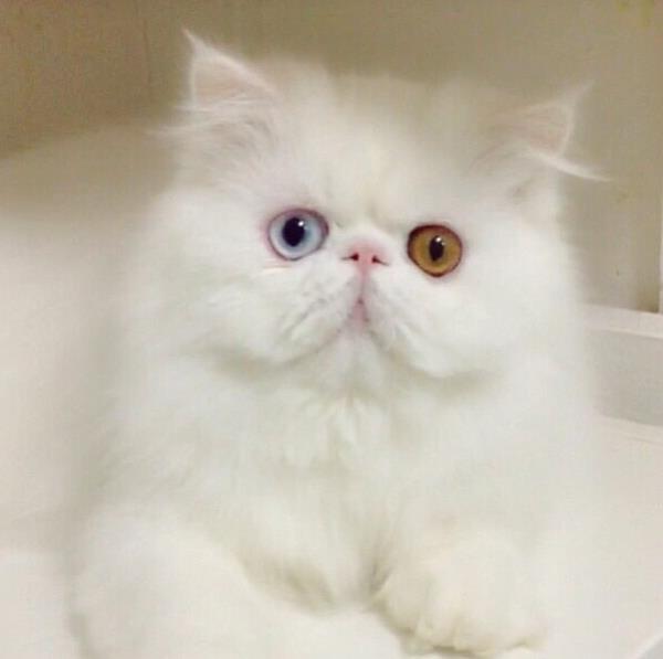 Titan Cat