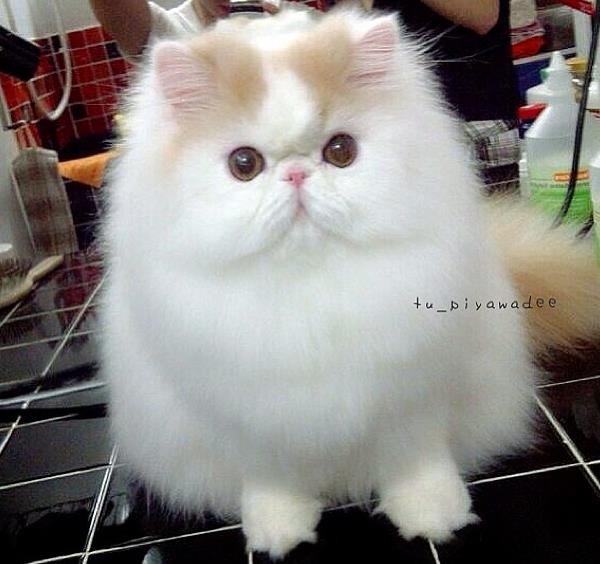 Cute Fluffy Cat