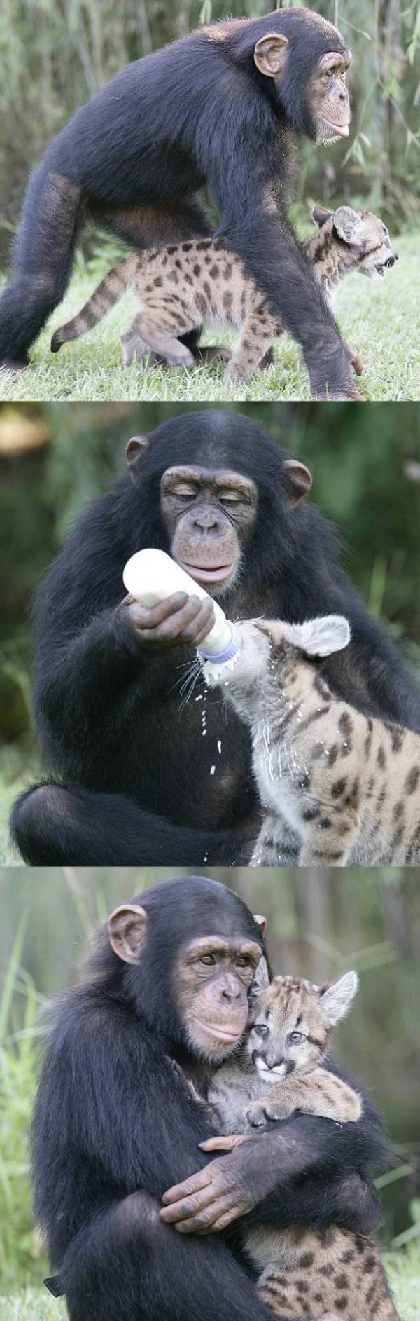 Chimpanzee And Puma Cub