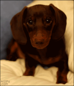 The 55 Most Hilarious Dog GIFs You Will Ever See - Shareably
