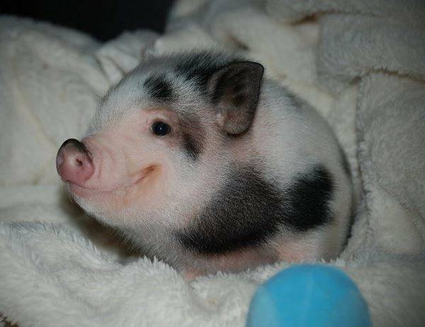 Cutest Pictures Adorable Pig