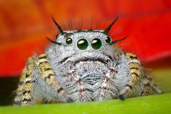 Cutest Pictures Spider