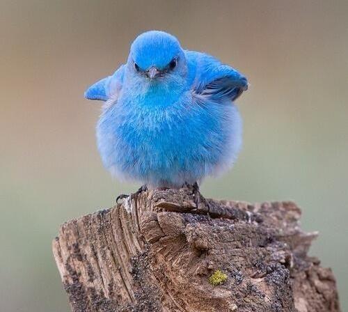 Fluffy Blue Bird