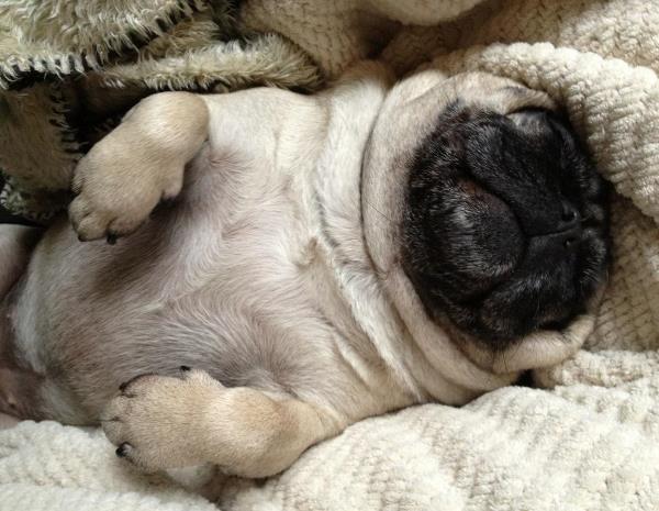 Pug Pictures Sleeping