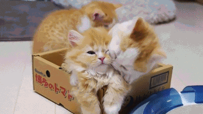 Freaky kittehs - Animal Gifs - gifs - funny animals - funny gifs