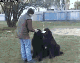 The Funniest GIFs The Internet Has Ever Seen