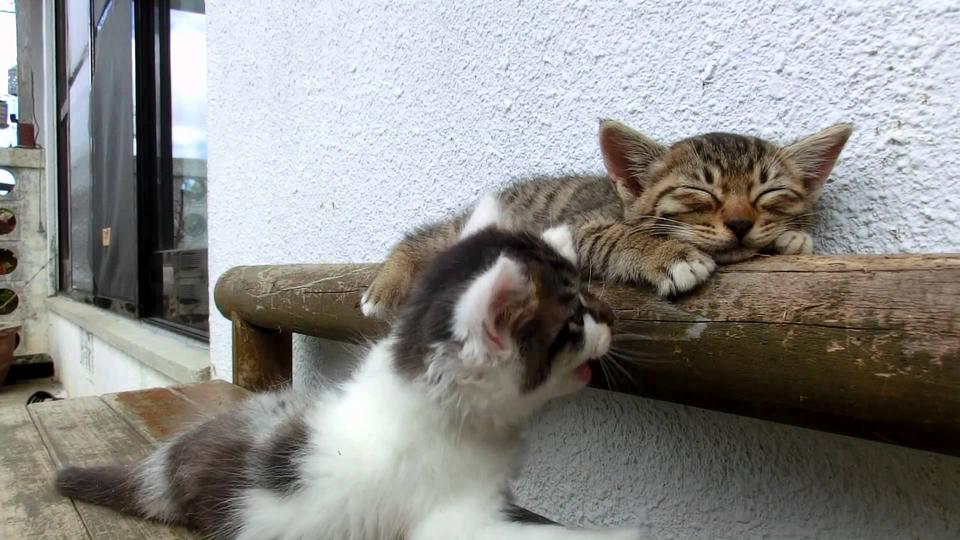 Video Thumbnail For Youtube Video Kitten Tries To Wake Up His Friend Pbh2