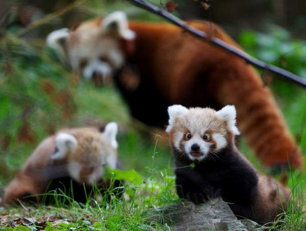 The Cutest Red Panda Photos Ever