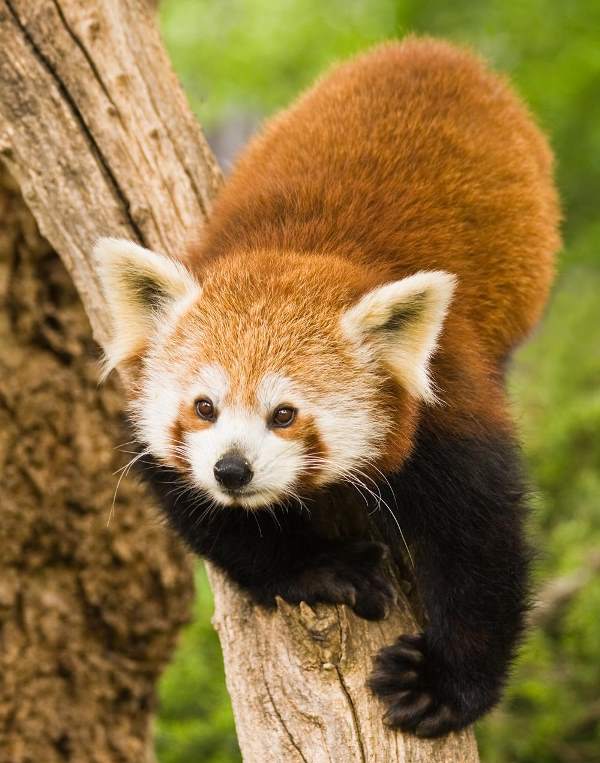 The Cutest Red Panda Photos Ever