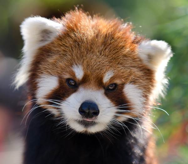 The Cutest Red Panda Photos Ever