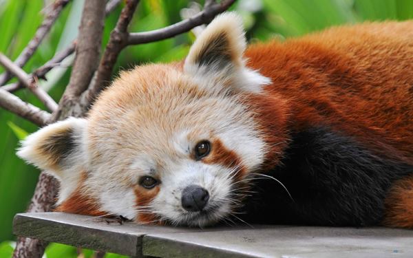 Red Panda Photos