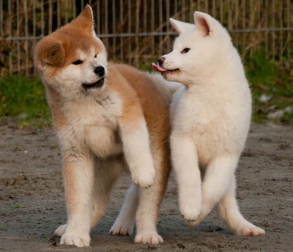 Akitas Playing