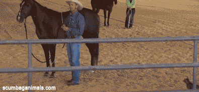 Cat Versus Horse