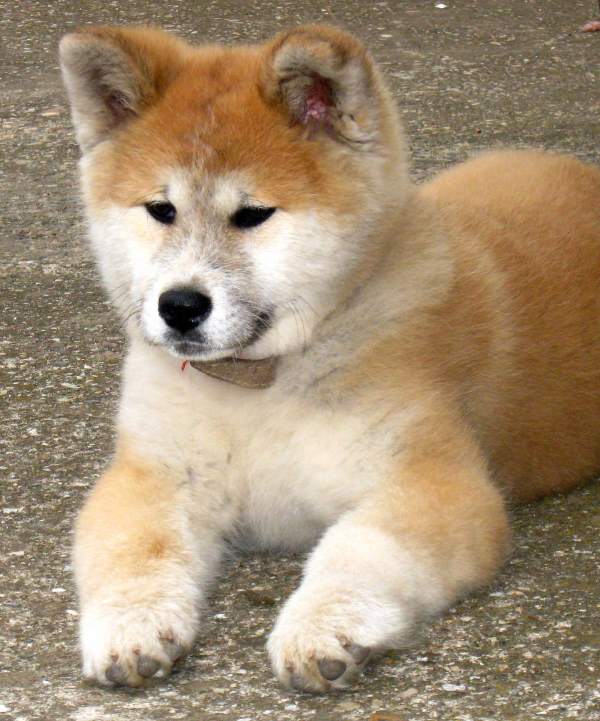 The Cutest Akita Photos Ever