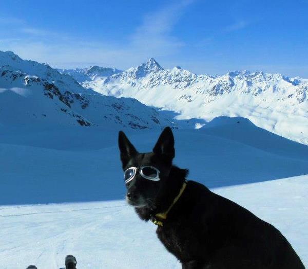 Dogs In The Snow