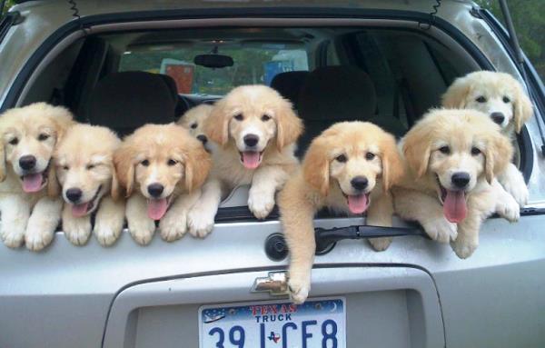 Truck Full Of Puppies