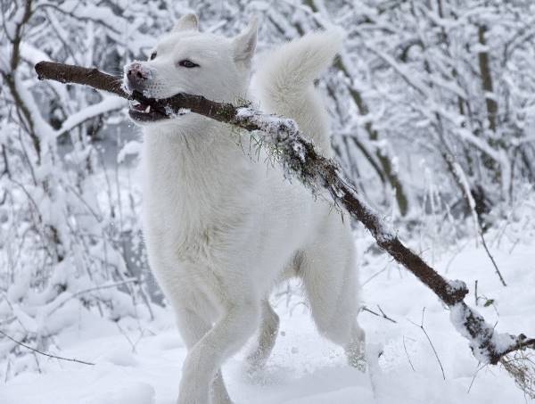 White Dog Snow