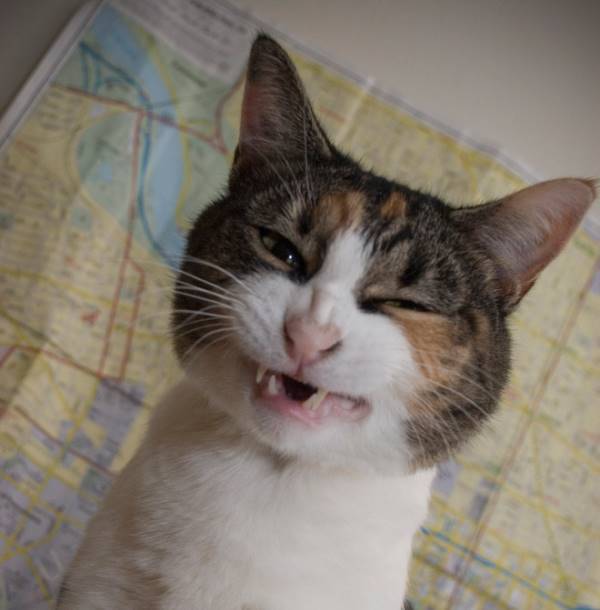 Cat About To Sneeze
