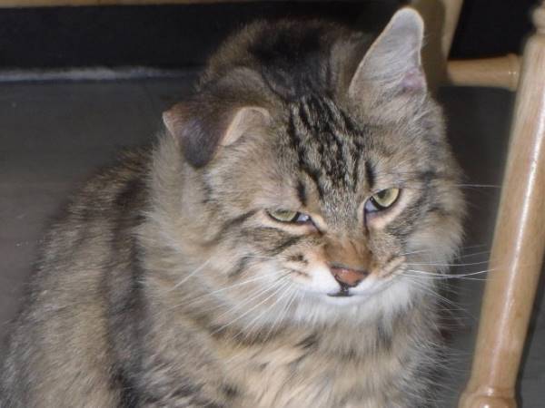 Cat Twitching Sneeze