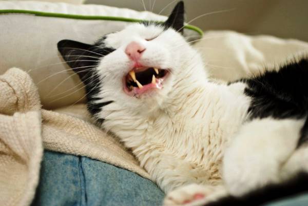 Cats About To Sneeze Photo