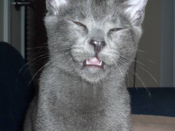 Cats About To Sneeze Photos