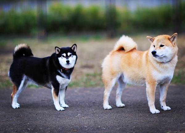 Cream And Black Shiba Inus