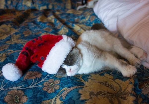 Cutest Grumpy Cat Pictures Christmas