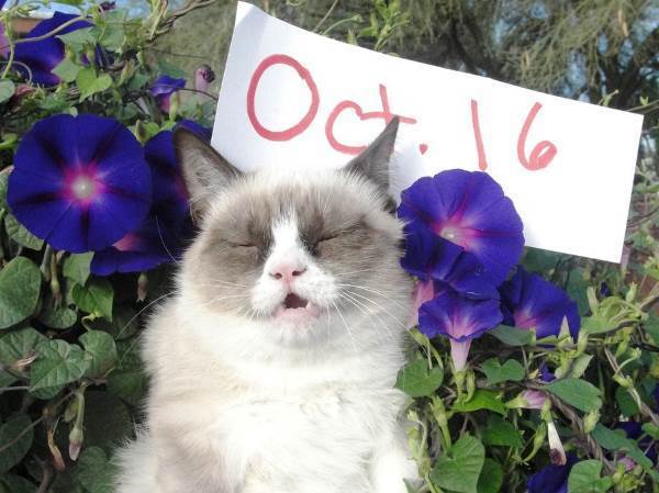 Cutest Grumpy Cat Pictures In Flowers