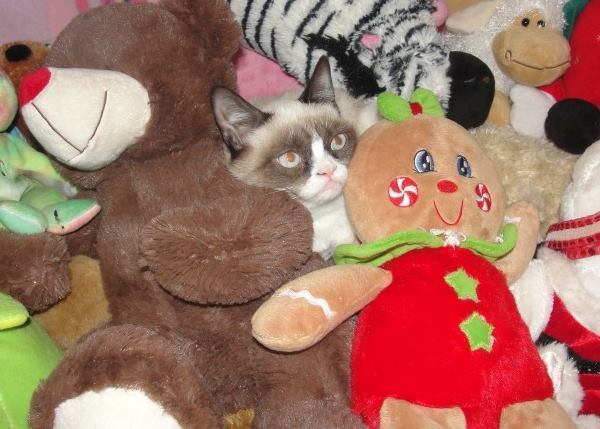 Cutest Grumpy Cat Pictures