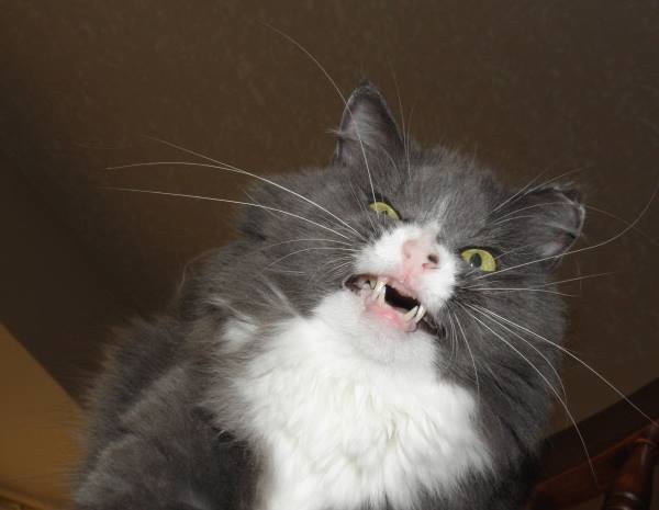 Derp Cat