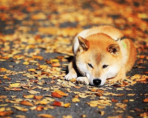 Fall