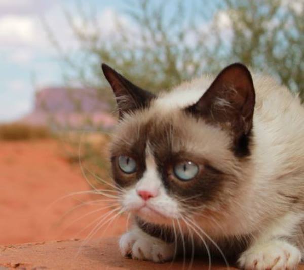 Grumpy Cat In Arizona