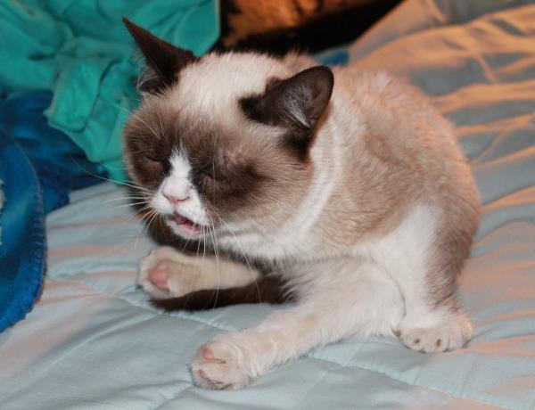 Grumpy Cat Caught Mid-Sneeze
