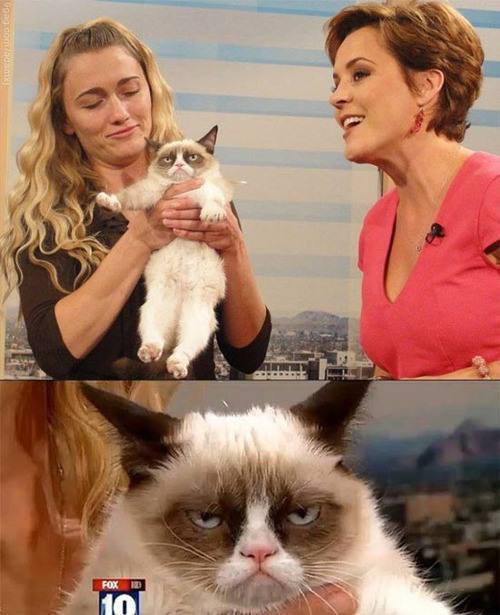 Grumpy Cat On Television
