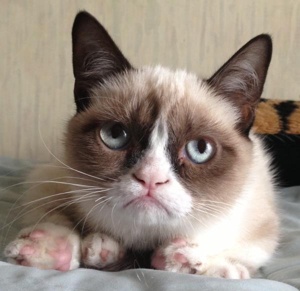 Grumpy Cat Photo