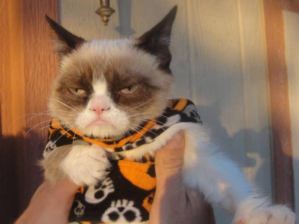 The Forty Cutest Grumpy Cat Pictures 7566