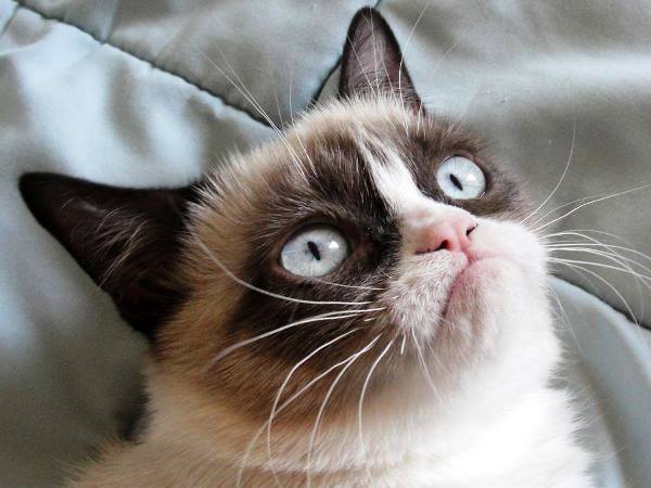 The Forty Cutest Grumpy Cat Pictures