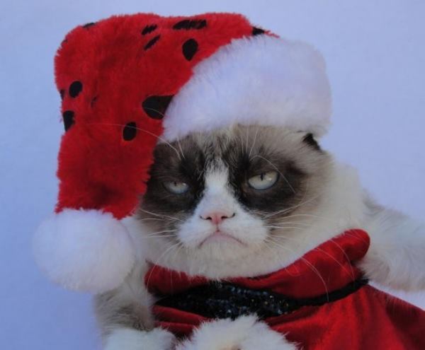 The Forty Cutest Grumpy Cat Pictures