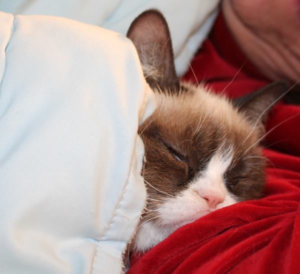 The Forty Cutest Grumpy Cat Pictures 8473