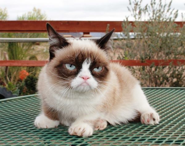 Grumpy Cat Pictures