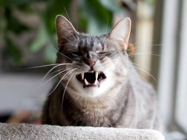 Hilarious Sneezing Cats