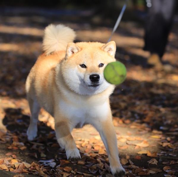 Maru Chasing A Tennis Ball