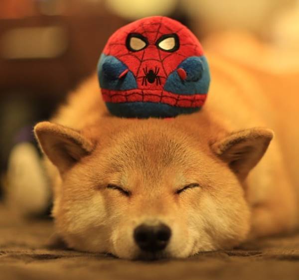 Most Popular Dog On Instagram Marutaro