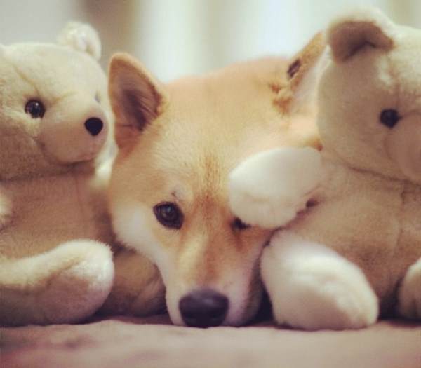 Shiba Inu Hiding In Toys