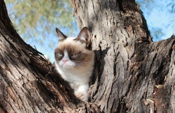 The Forty Cutest Grumpy Cat Pictures 0577