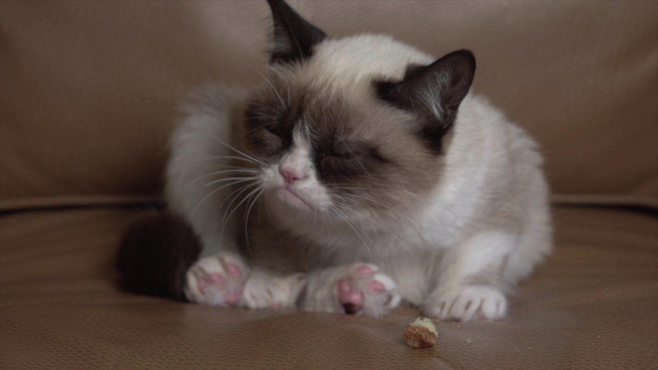 Grumpy Cat