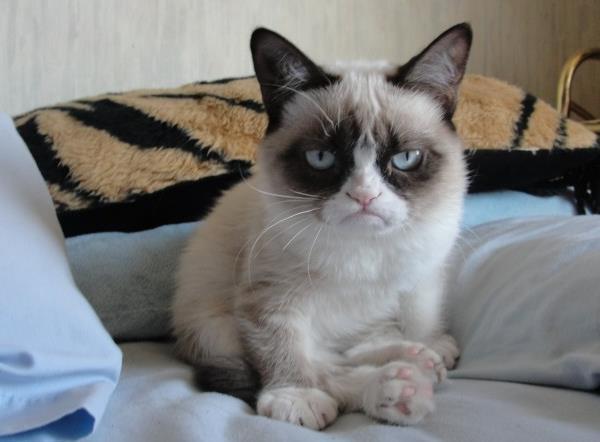Tiny Grumpy Cat