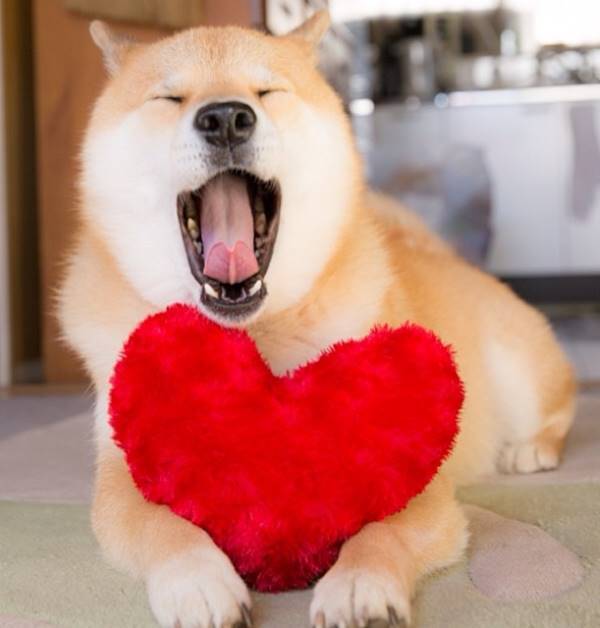 Maru, The Cutest Shiba Inu On Instagram